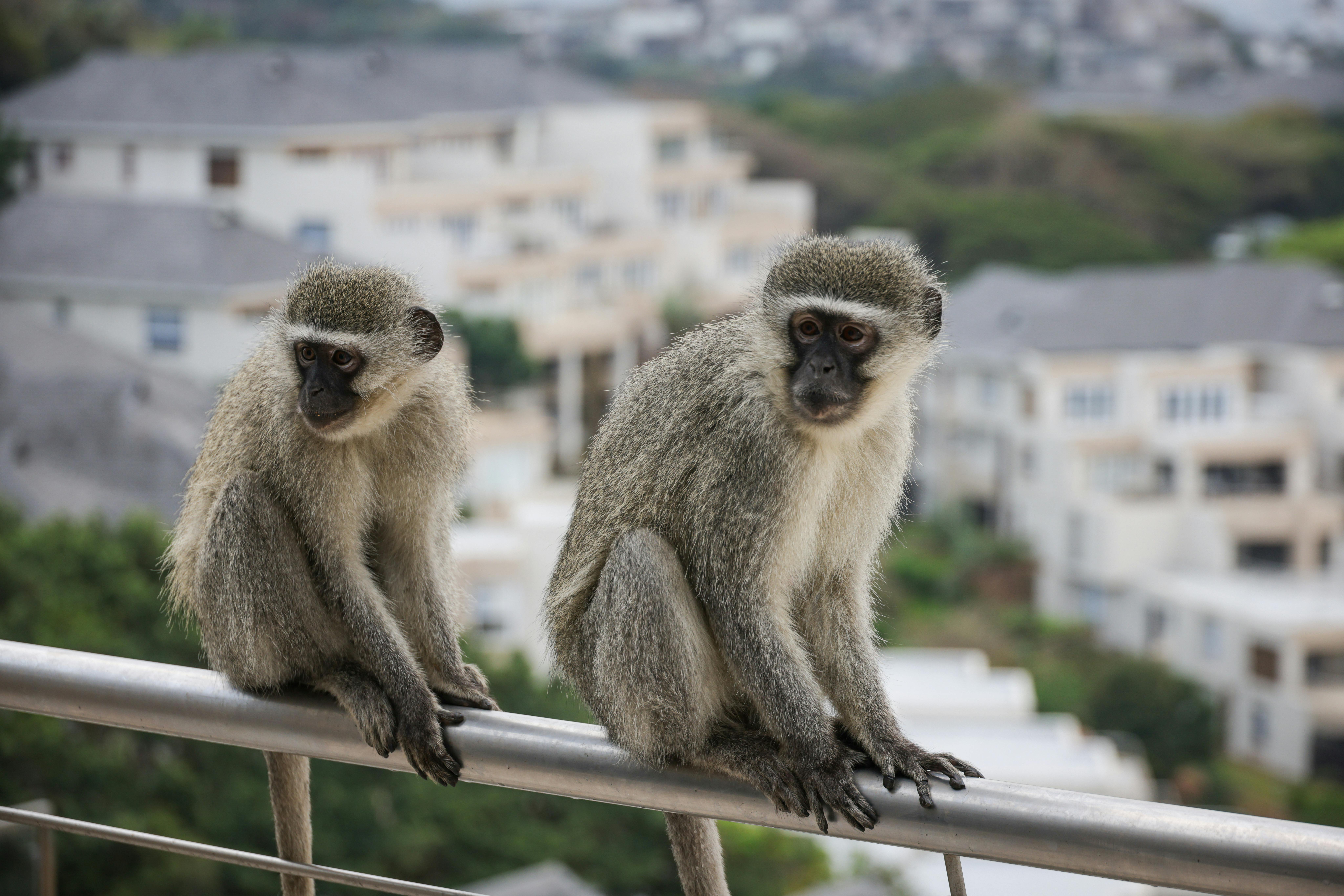 africa founders