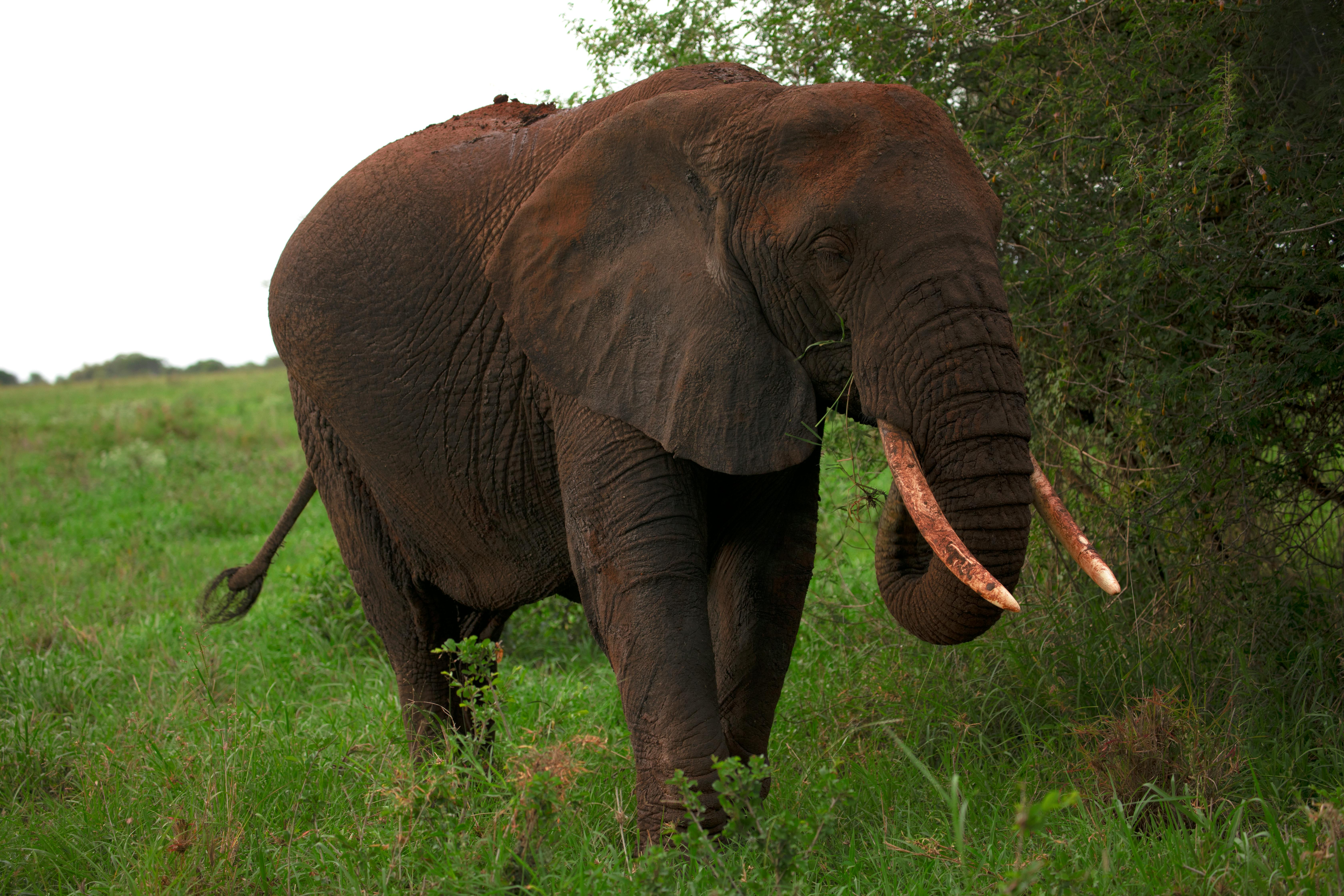 blog africa